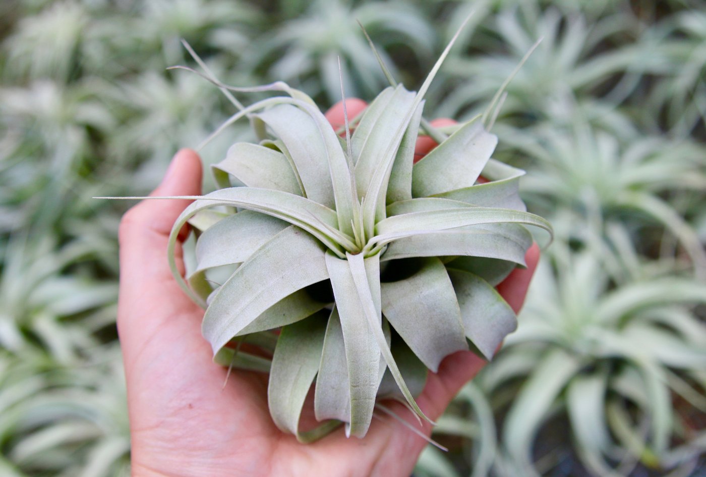 mini_xerographica_tillandsia_1400x.jpg