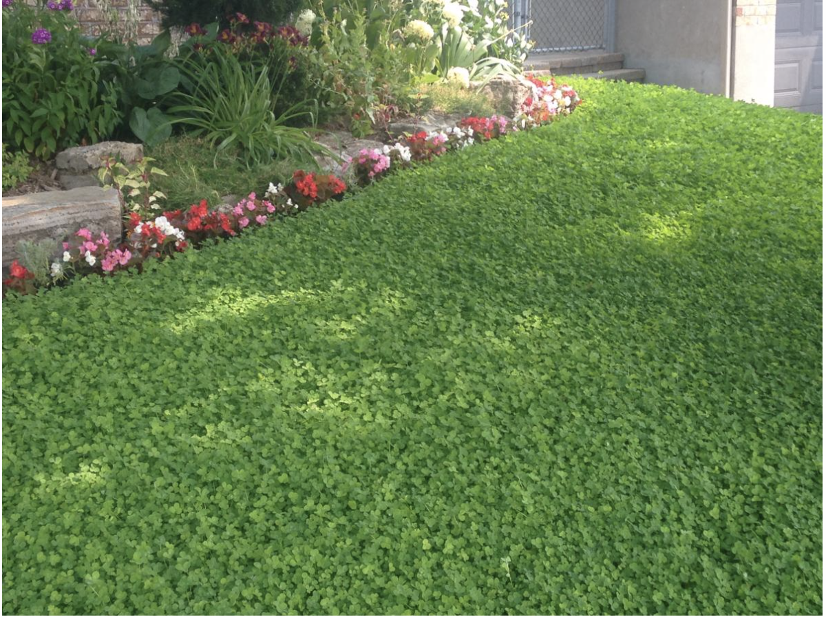 Clover Lawn
