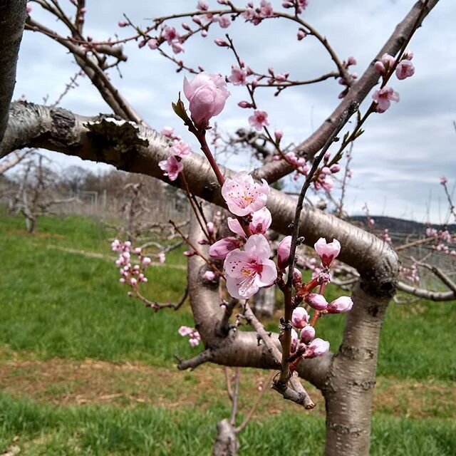 Beautiful peach and plum blossoms. Enjoy!
#peachblossoms #plumblossoms #blossoms #spring #familyfarm