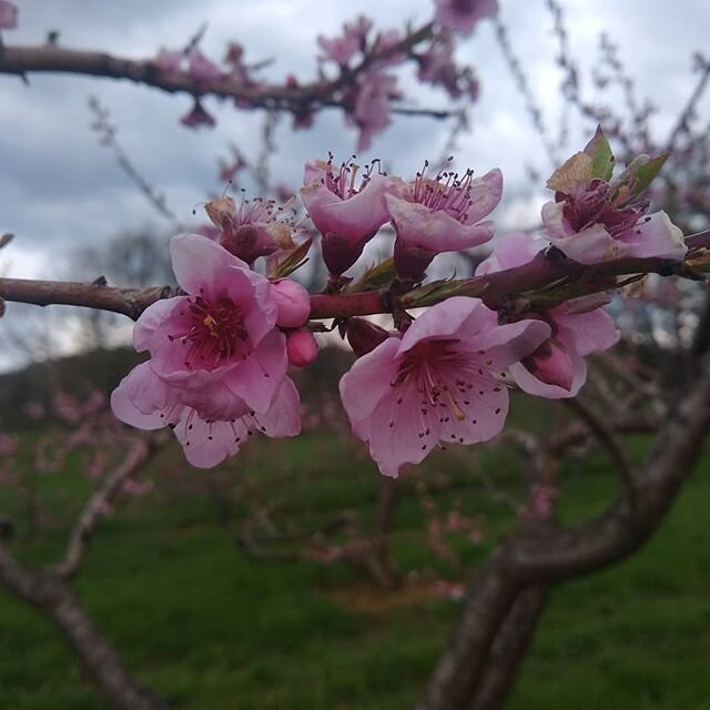 The end of the peach blossoms and beginning of apple blossoms. 
#blossoms #peachblossoms #appleblossoms #ecoapple #familyfarm