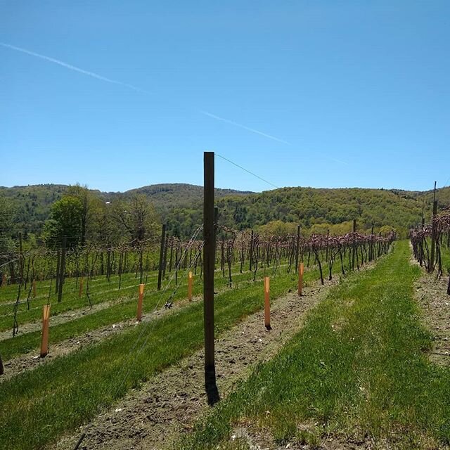 Excellent mowing and pollination weather! 
#busybees #appleorchard #vineyard #ecoapple #familyfarm #appleblossoms