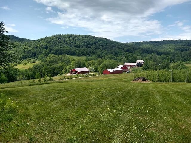 We're busy mowing, pruning, putting soap on young trees, cutting hay, amongst other never ending jobs on the farm. Such beautiful weather! Could use some rain though. 
#hay #mowing #farmviews #familyfarm #ecoapple