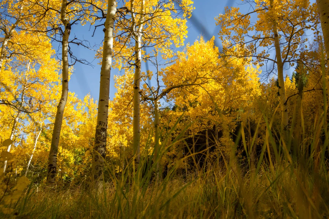 jenniferdobsonphotography123.jpg