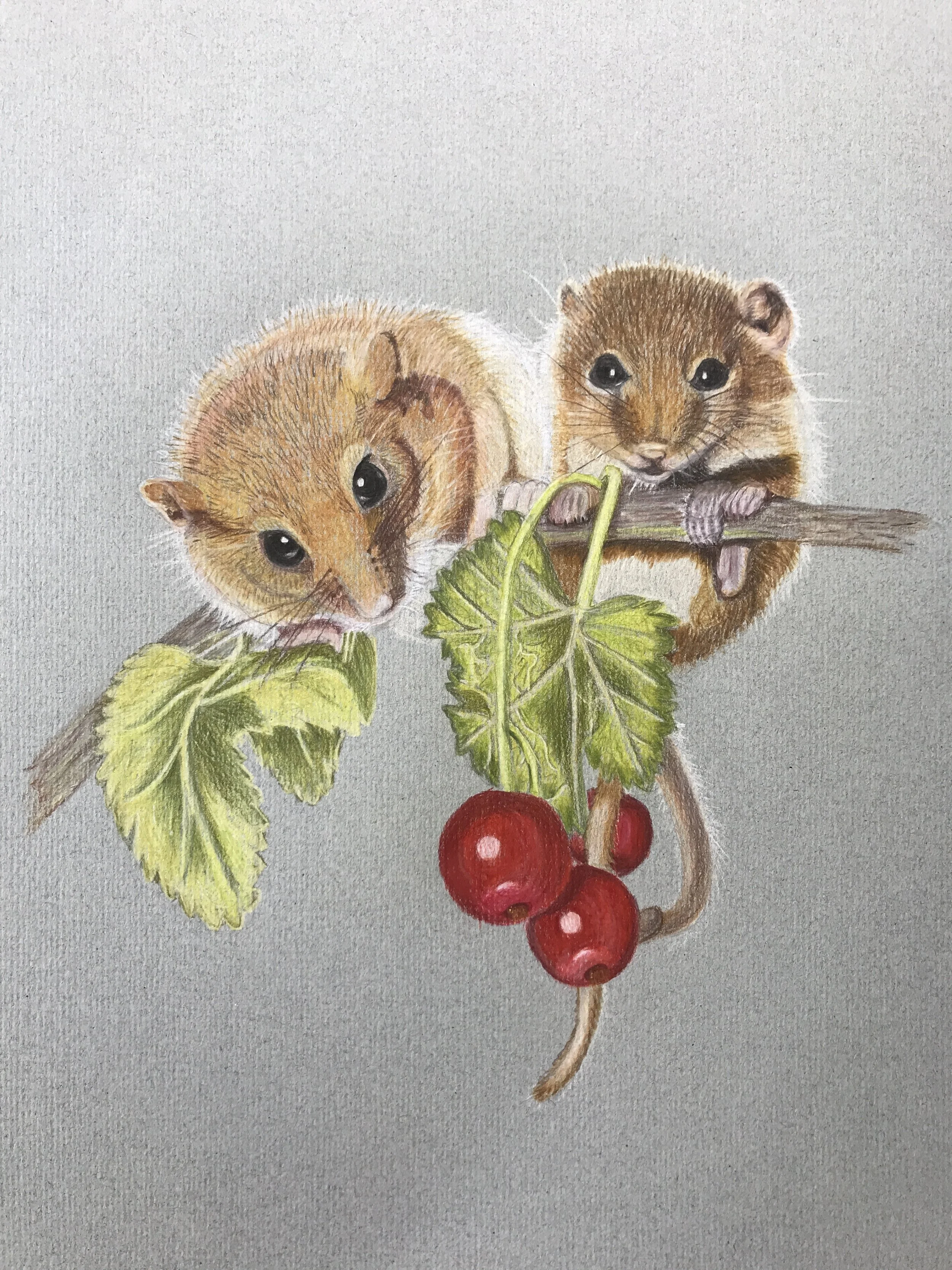 "Dormouse Dinner Date"