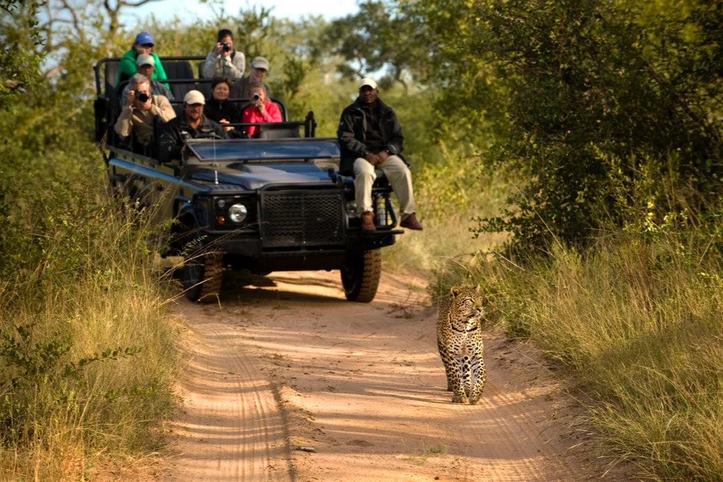safari-051117.jpg