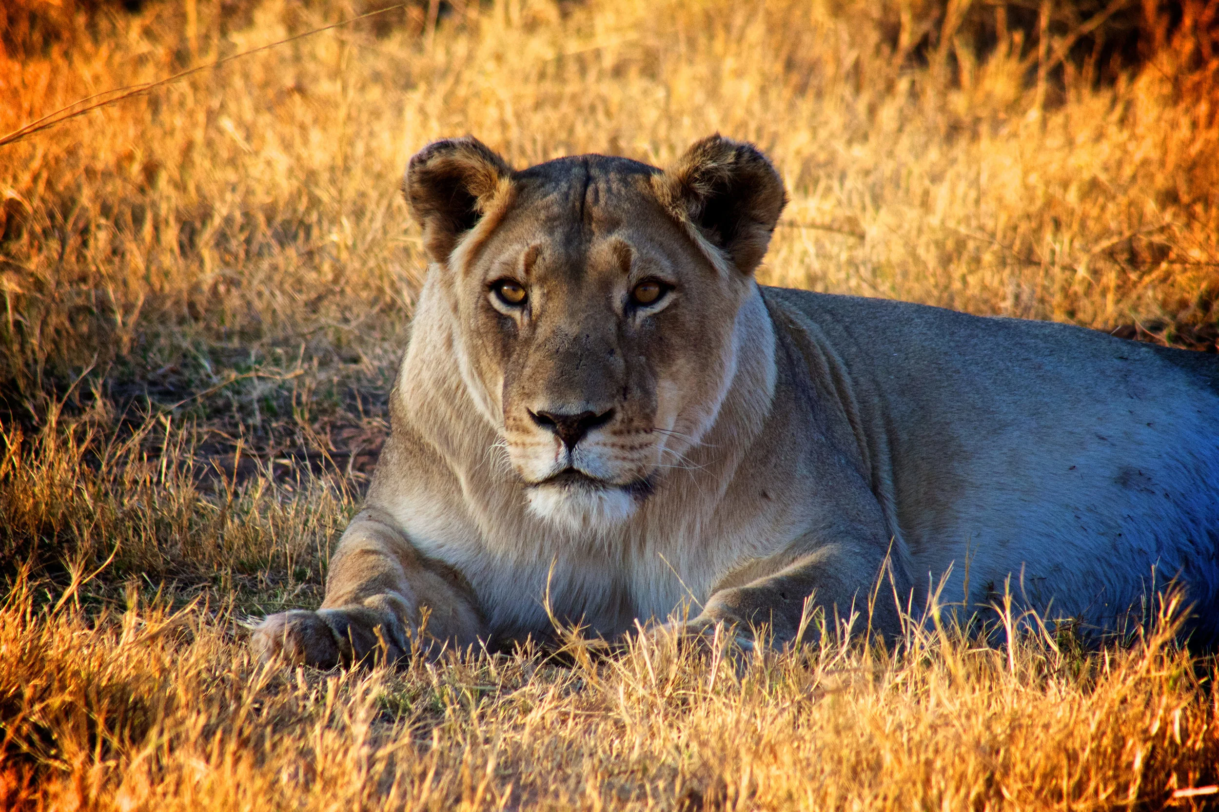 safariwildlifelioness2-141222.jpg
