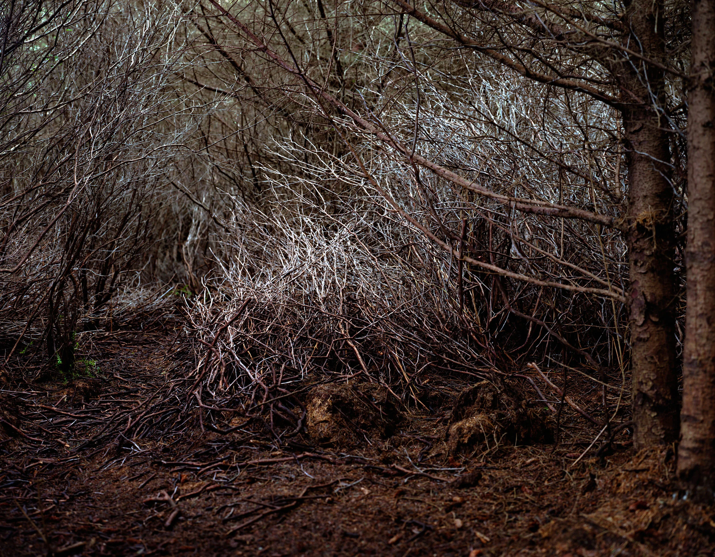 elkhead_810.jpg