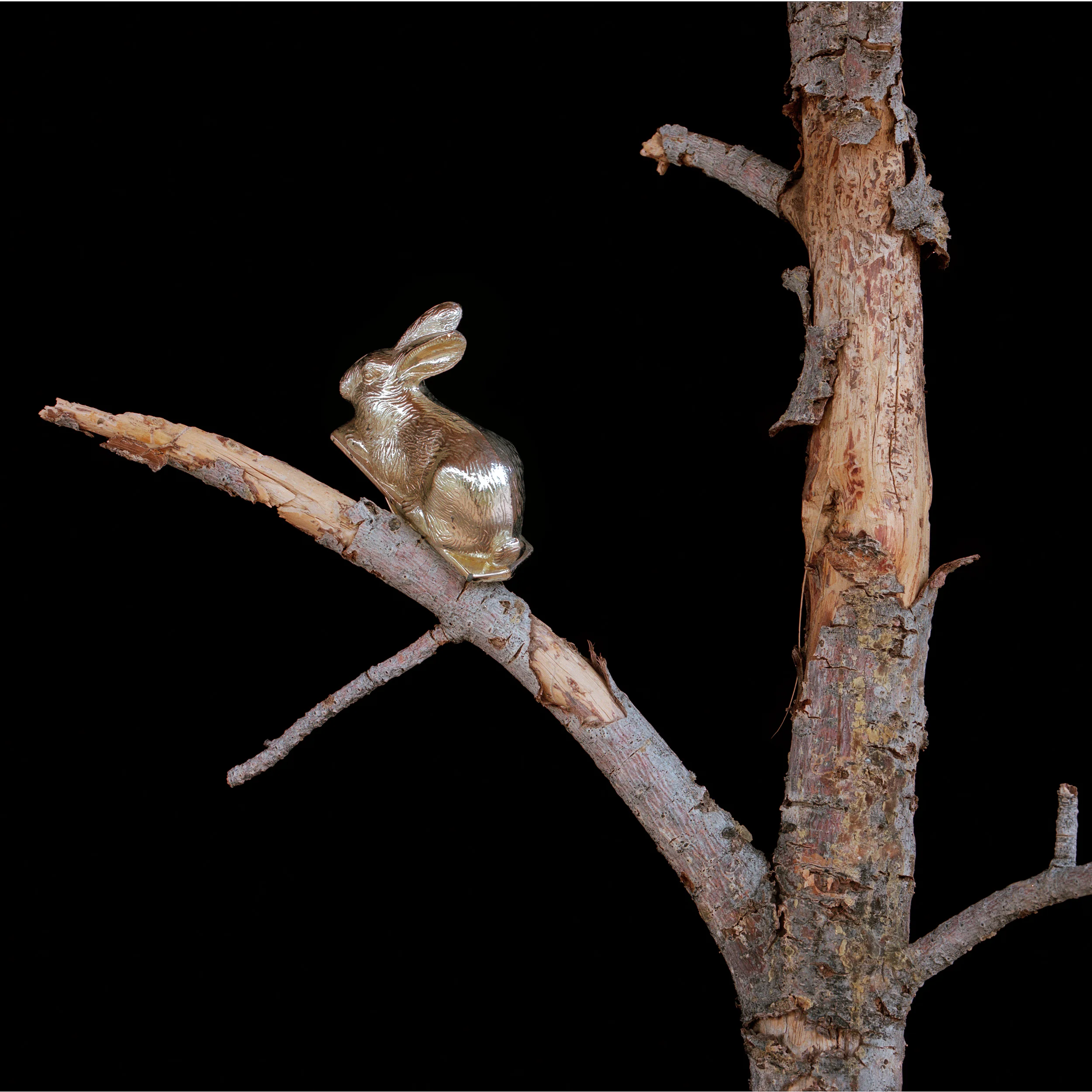 rabbit_10.jpg