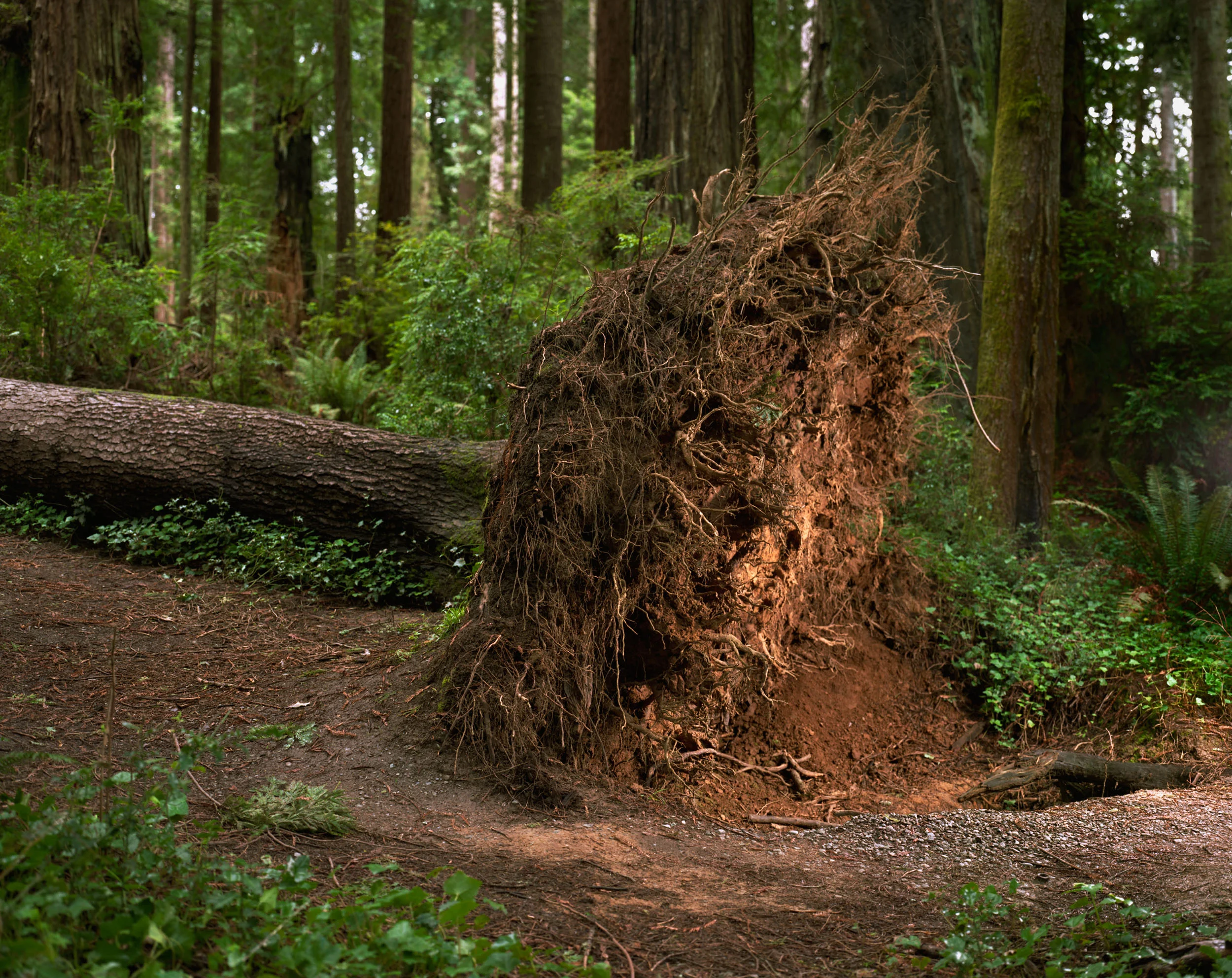 sequoia_810.jpg