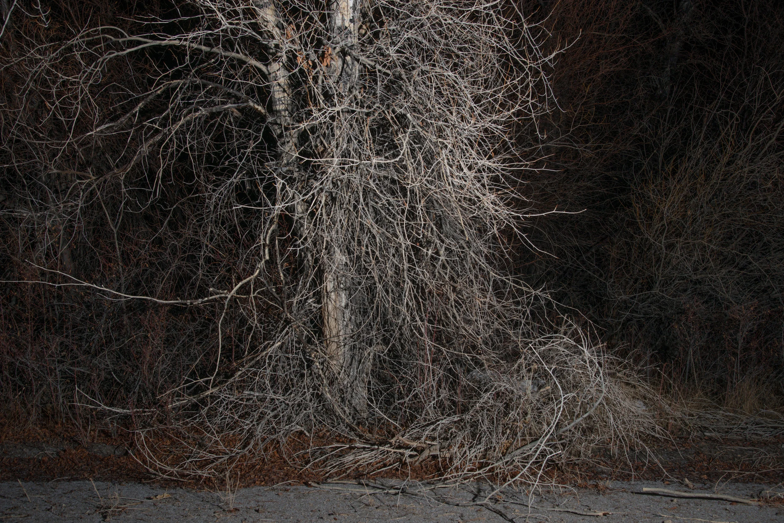 habitat-18.jpg