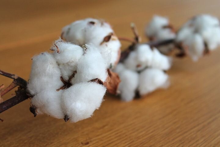 Cotton is inferior to the hemp plant in terms of sustainability and environmental health.
