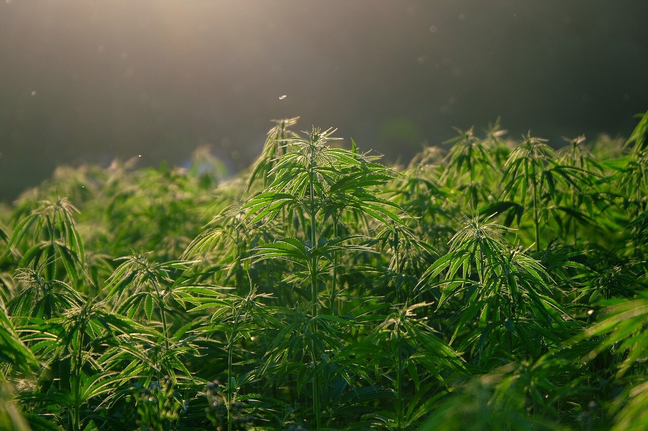 Hemp and marijuana are harvested at different times and for different purposes.