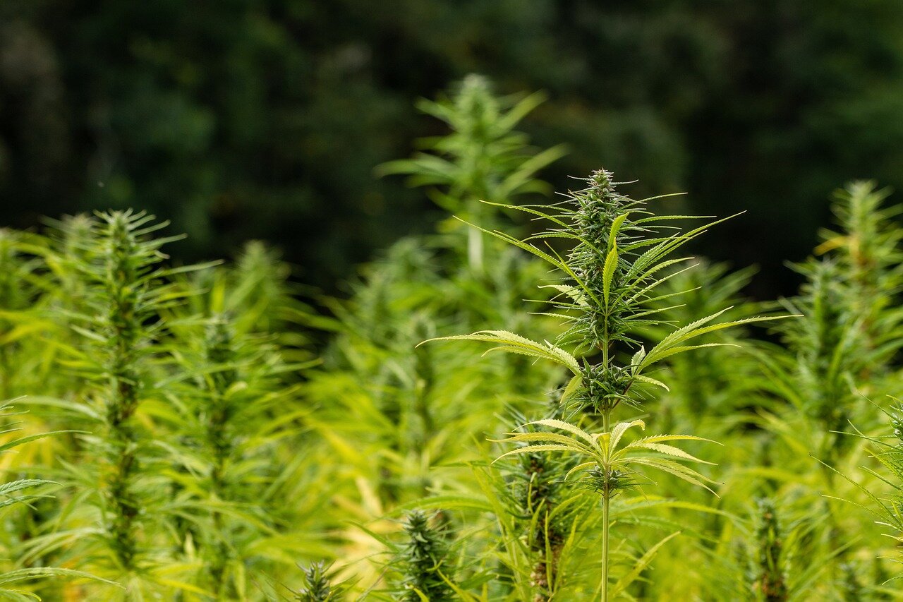Hemp sequesters carbon from the atmosphere, cleansing the environment it is grown in. Producing and processing hemp is better for the environment and less harmful to societies.