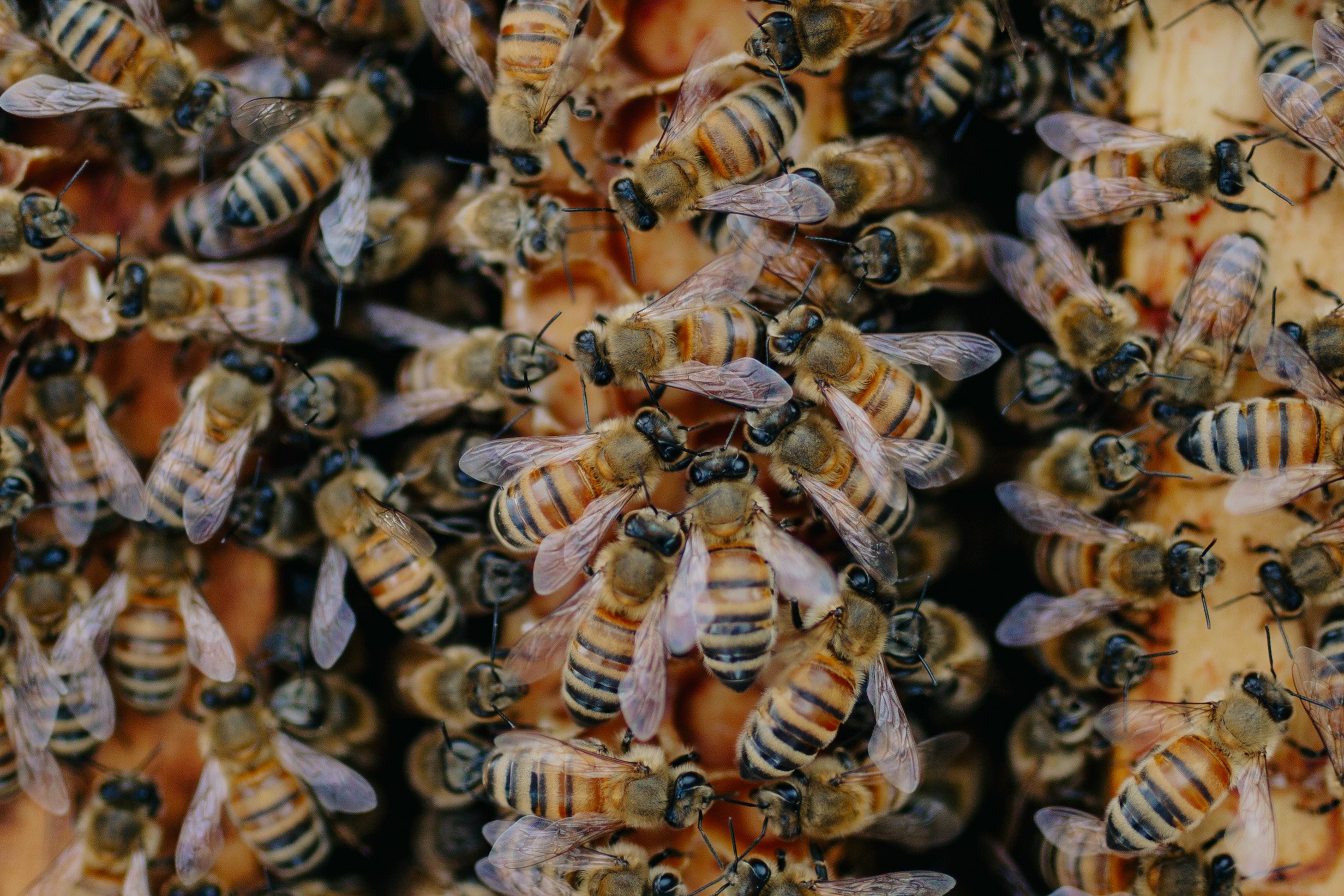 bees-3.jpg