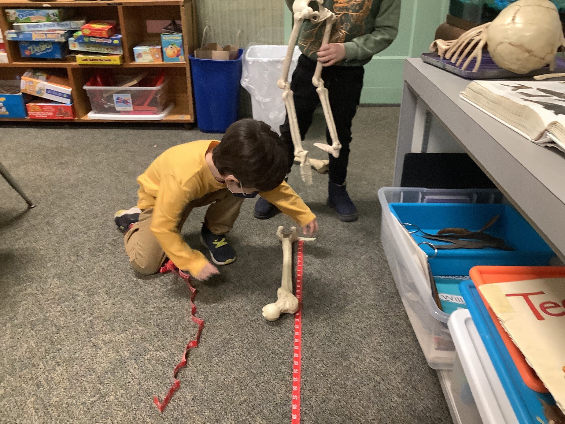 Measuring bones