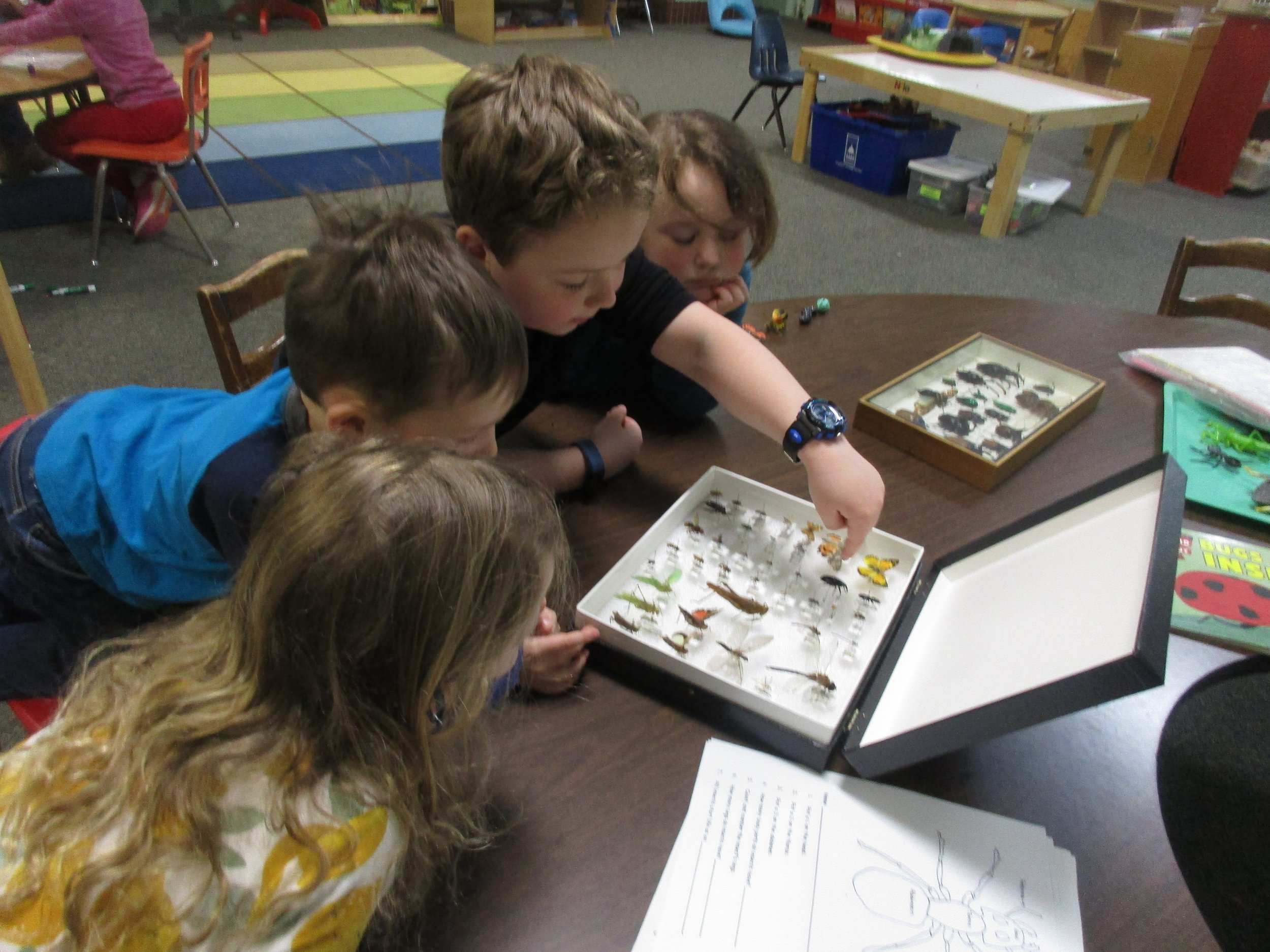Examining insects