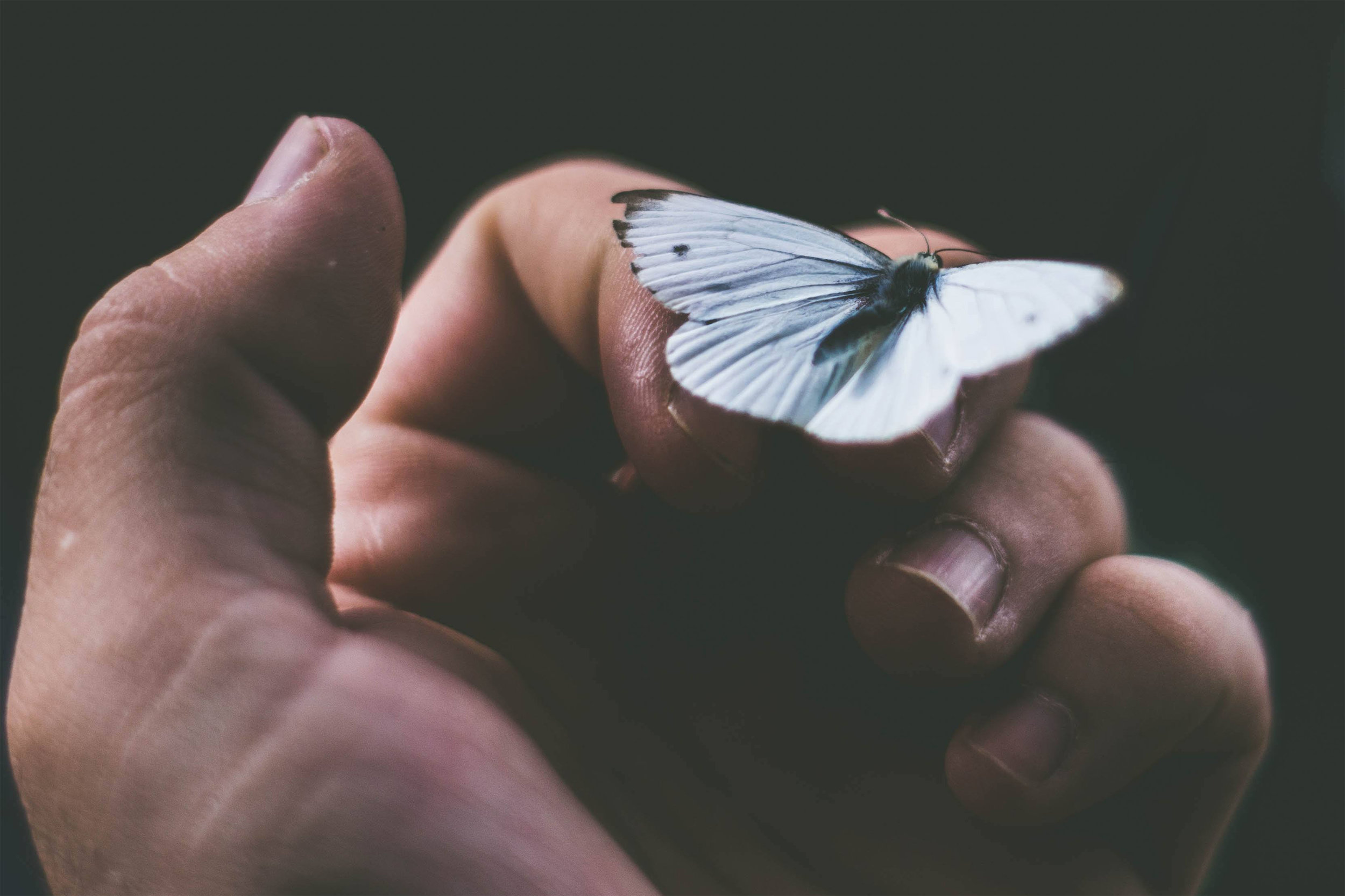 Butterfly resting gently on a hand, representing mindfulness and somatic therapy, body awareness, nervous system regulation, and emotional well-being.