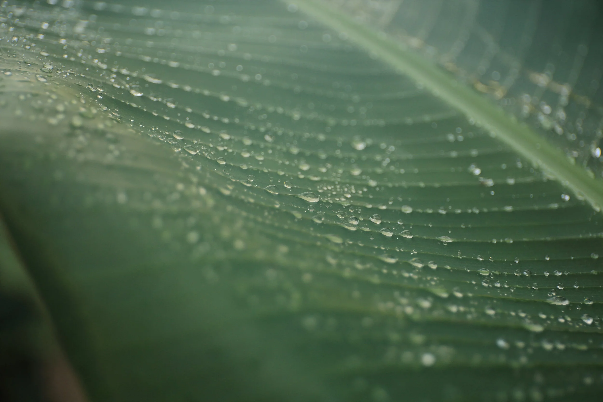 Leaf with water droplets representing self-reflection, emotional insight, and psychodynamic therapy for deeper understanding and personal growth.