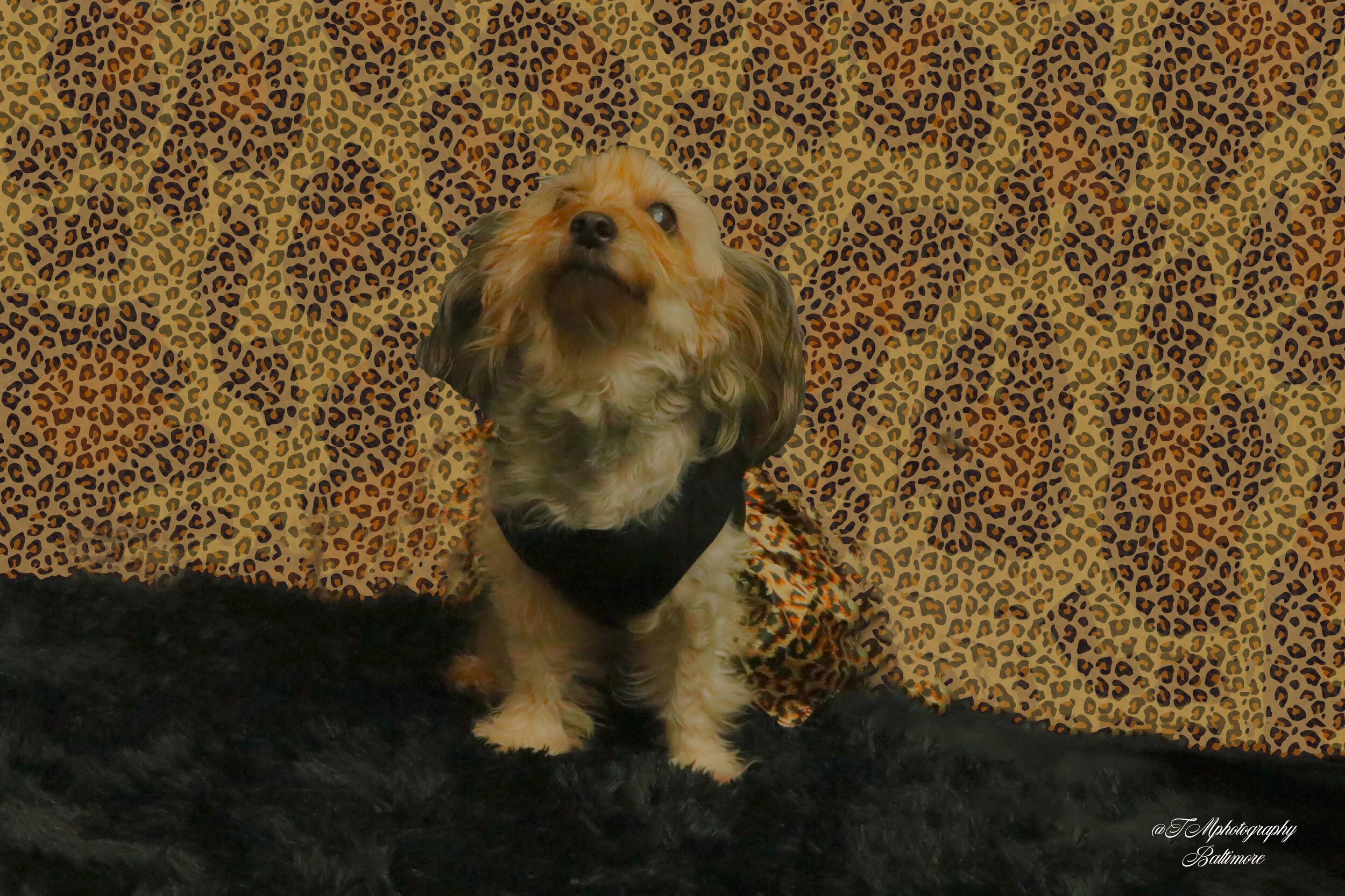 IMG_2069 1 sig.jpg