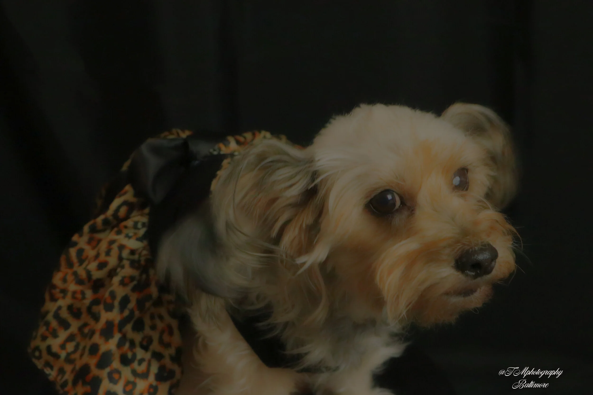 IMG_2146 1 sig.jpg