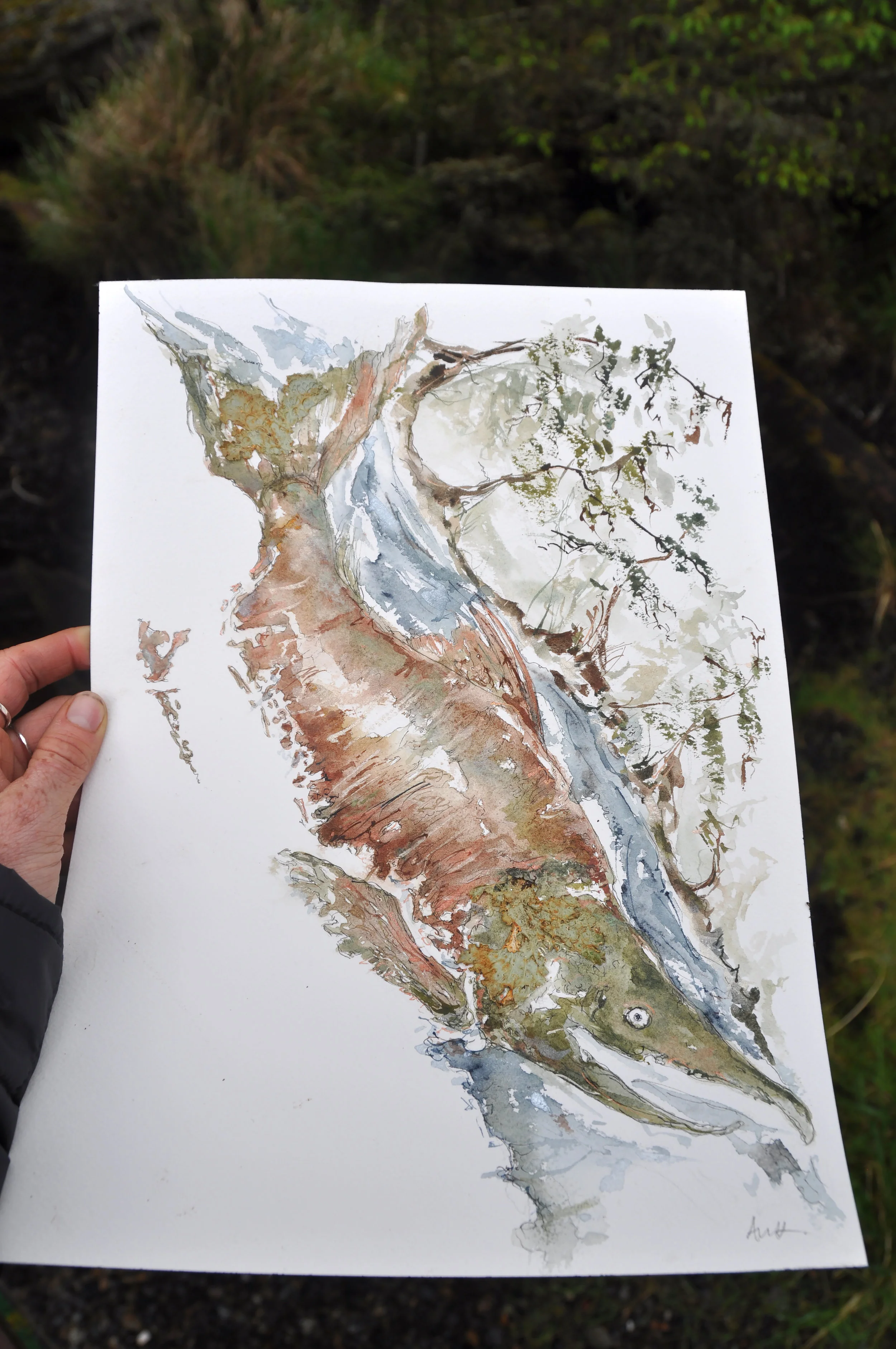 Jalun River, Sockeye Coming Home