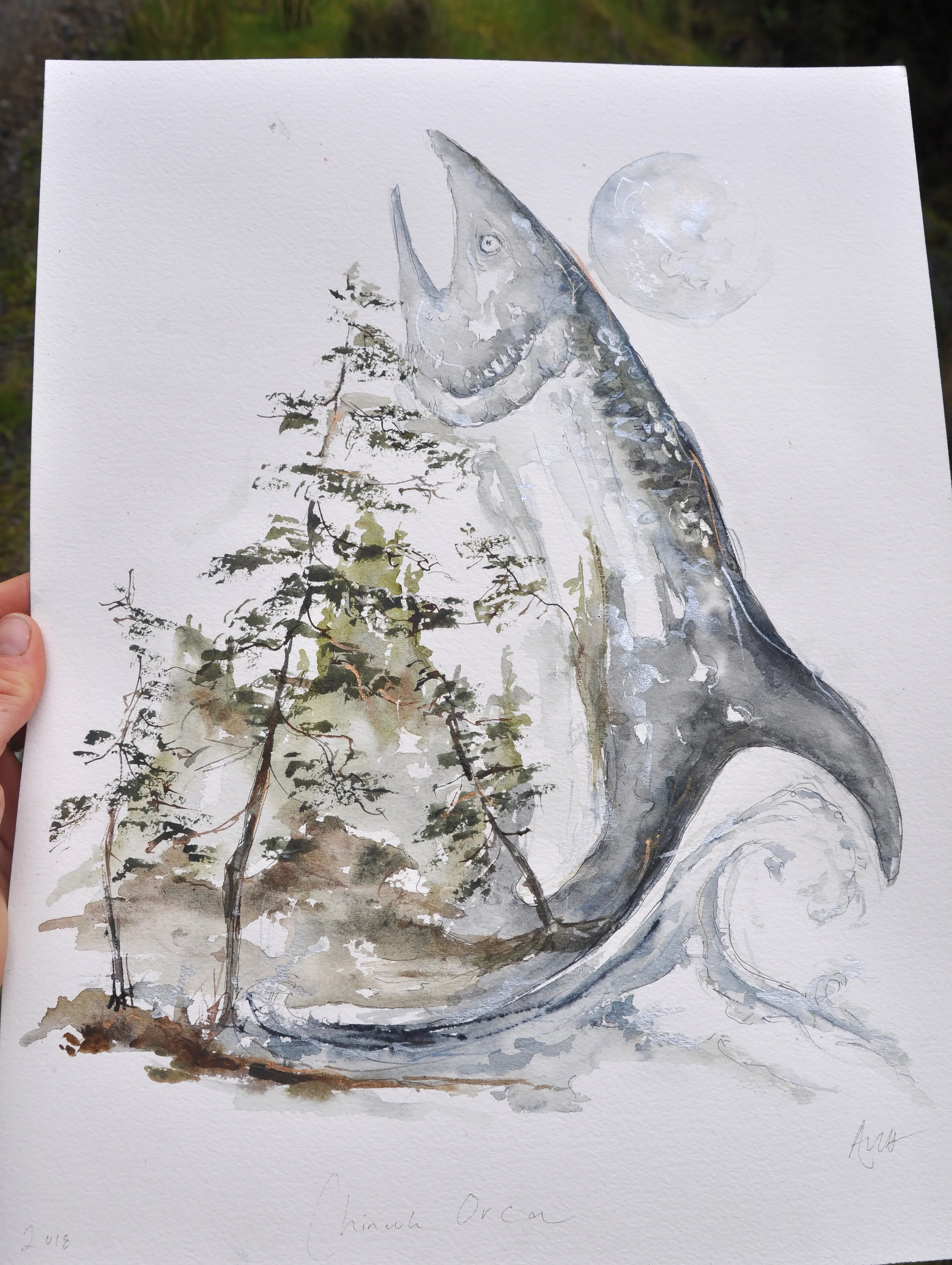 Chinook Orca