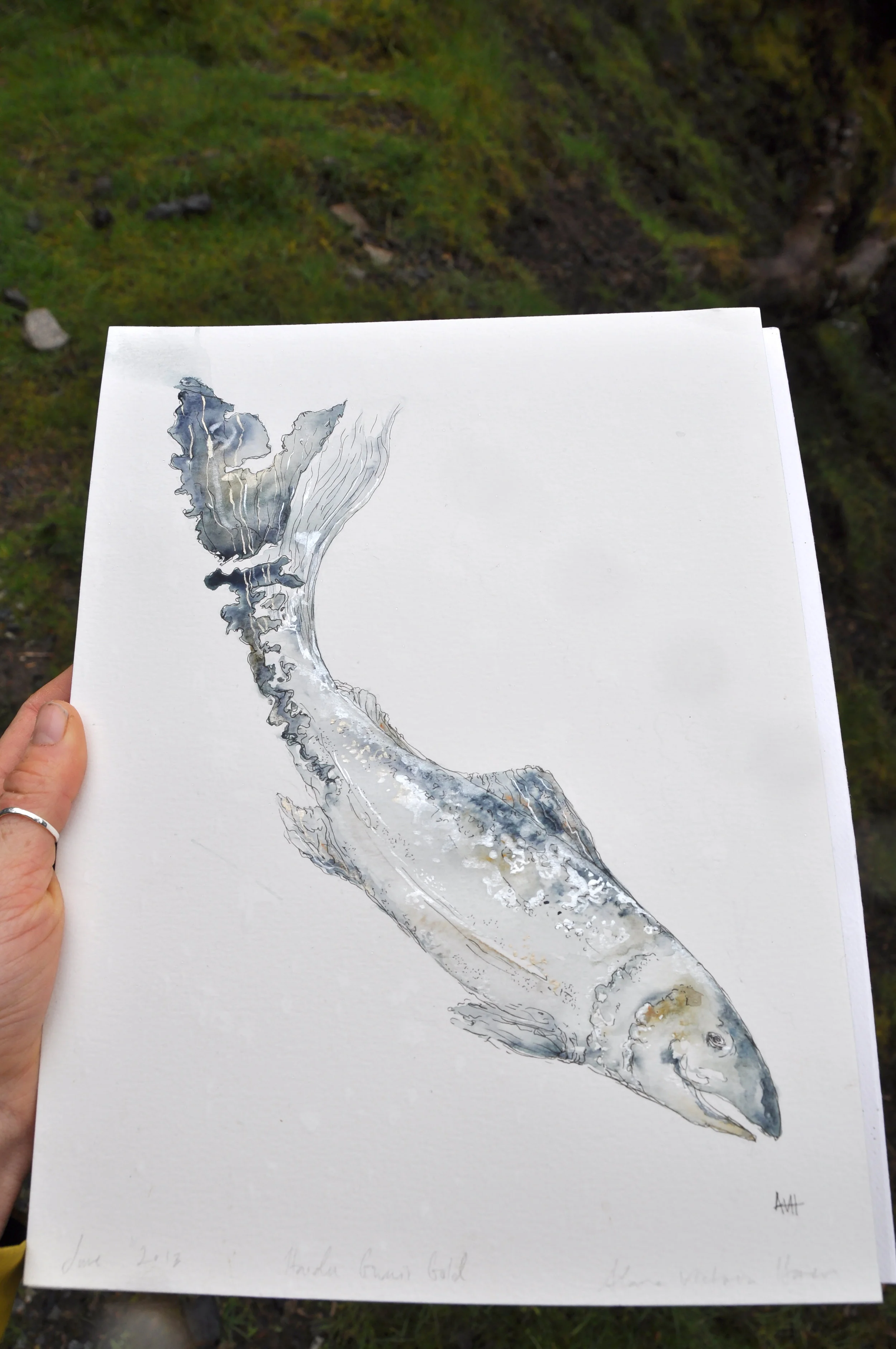 Haida Gwaii Gold