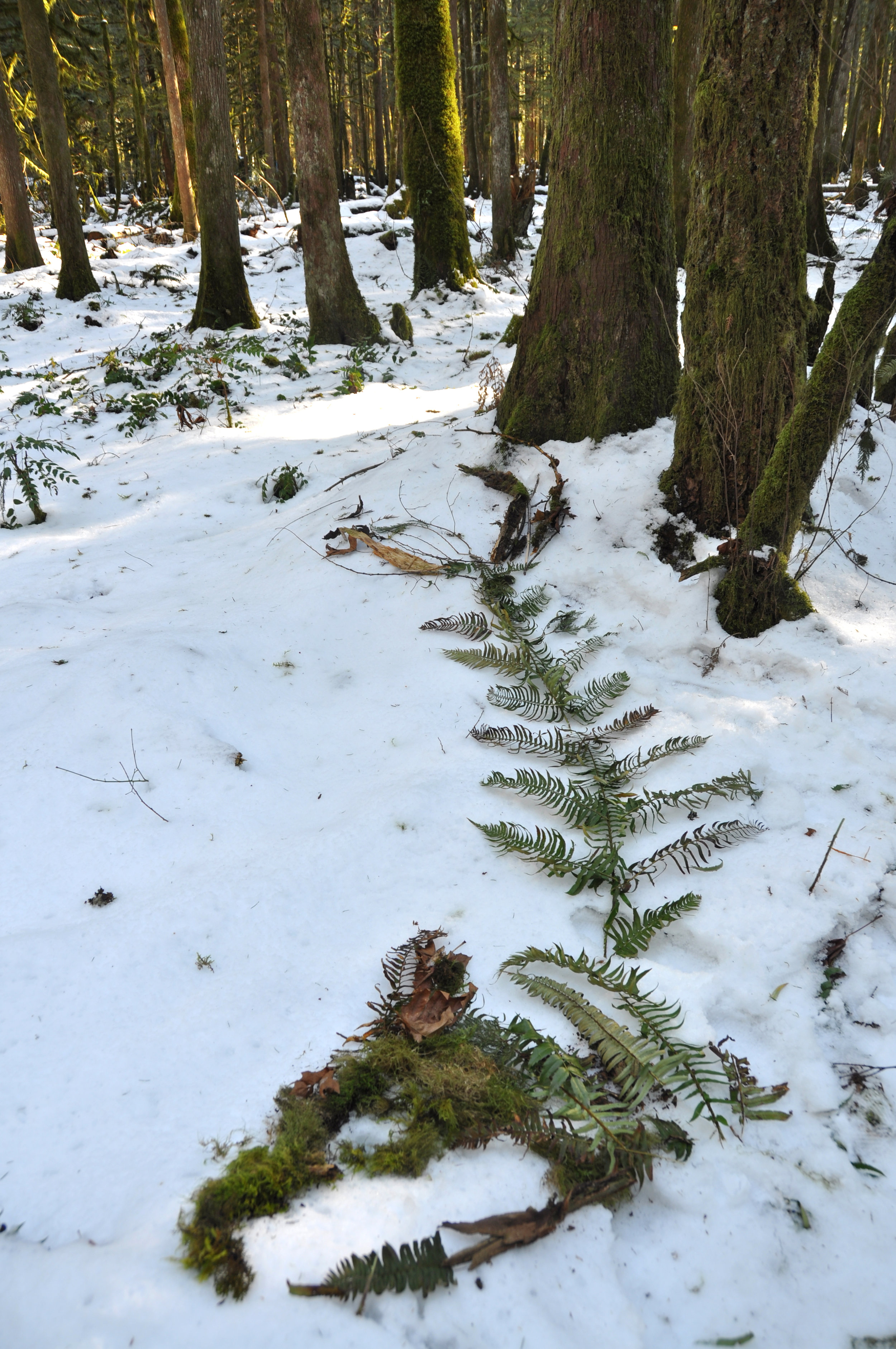 forest offering.jpg