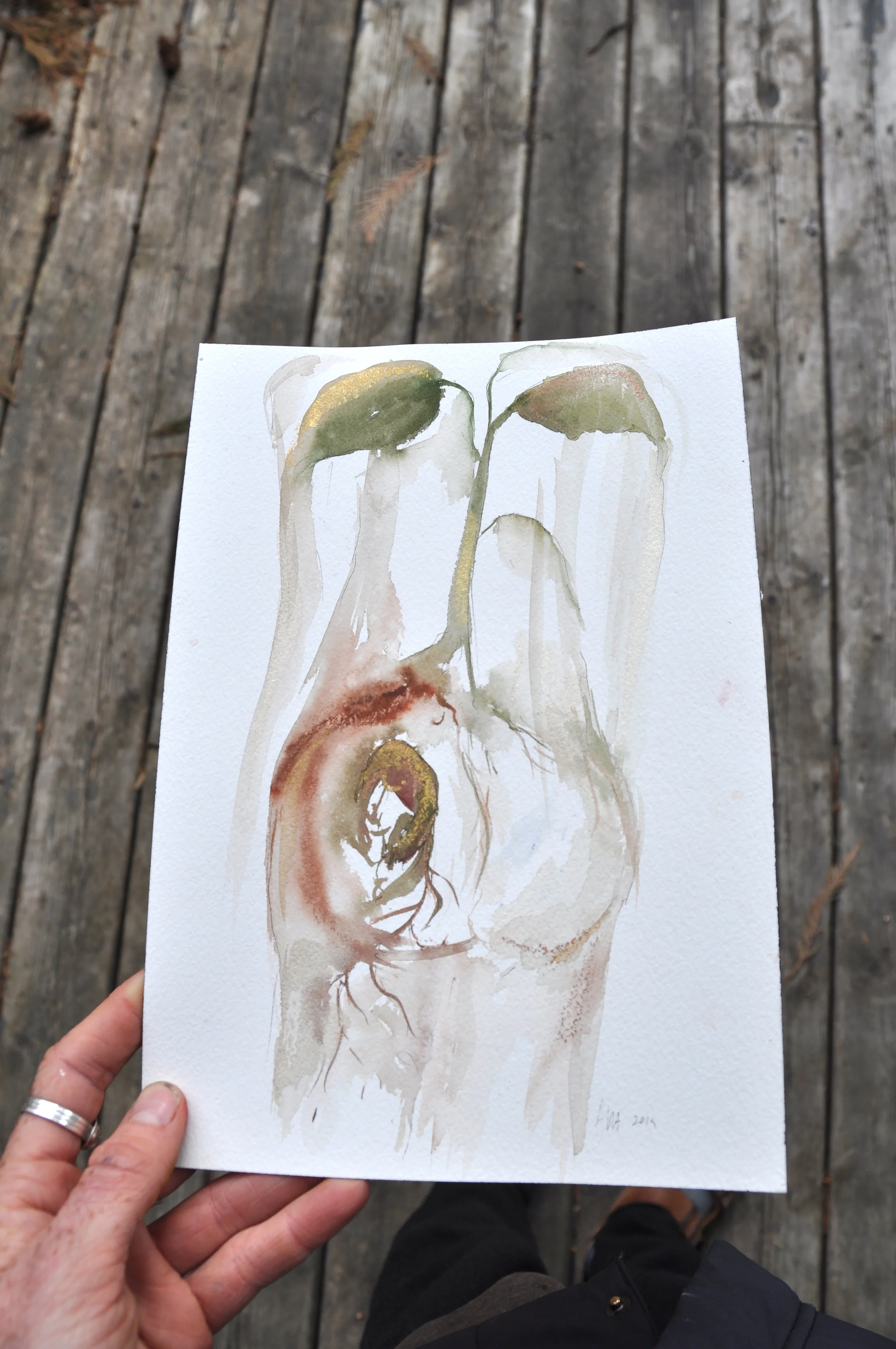Seedling