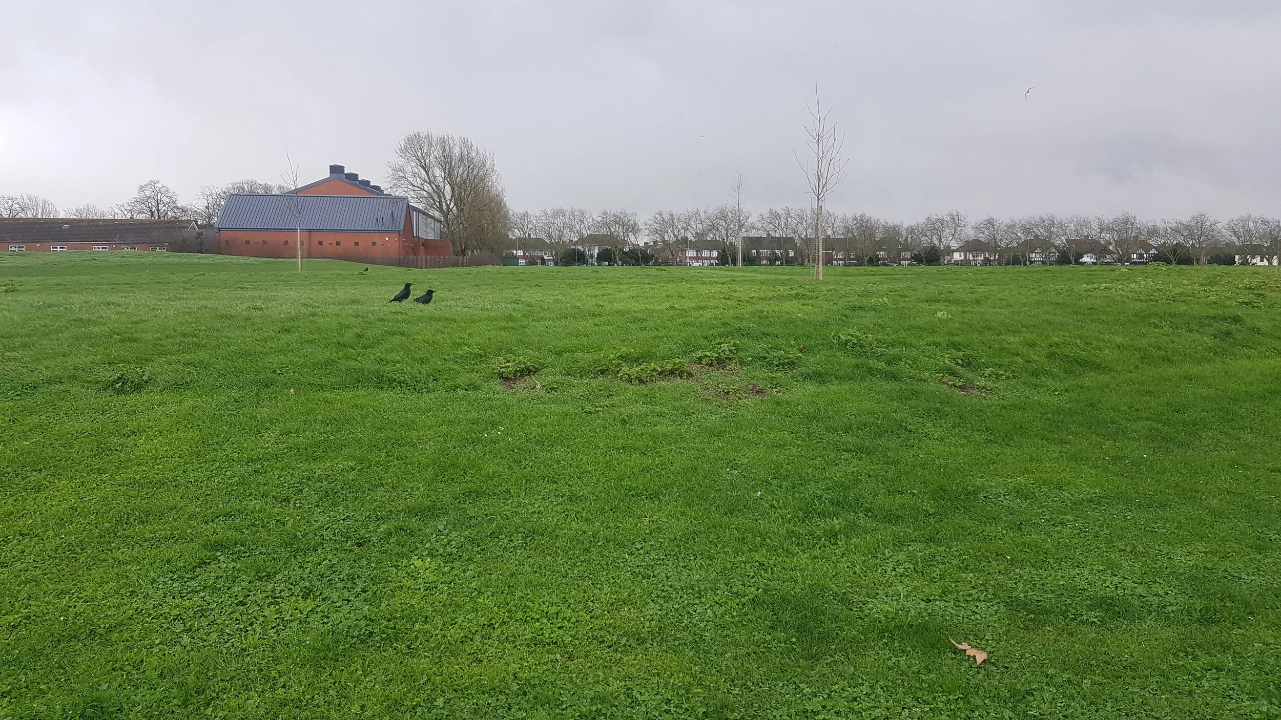 CORONAVIRUS (COVID-19) + TAGGERS 