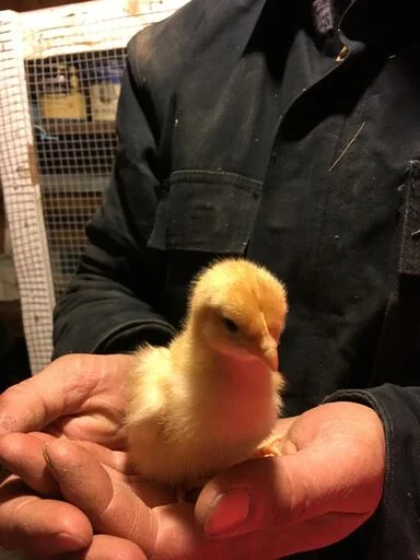 Chick 3.jpeg