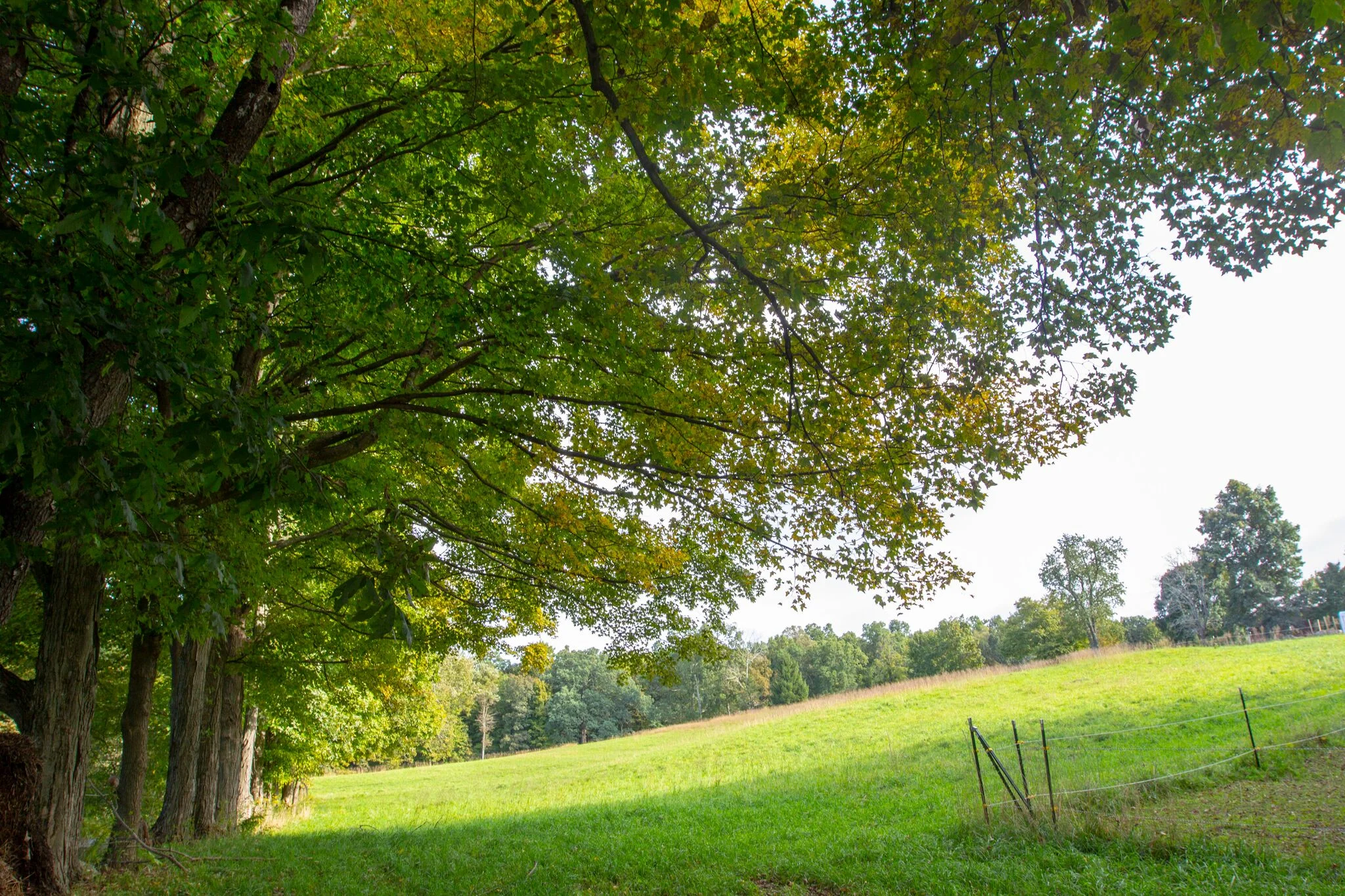 Field with Tree Line.jpg
