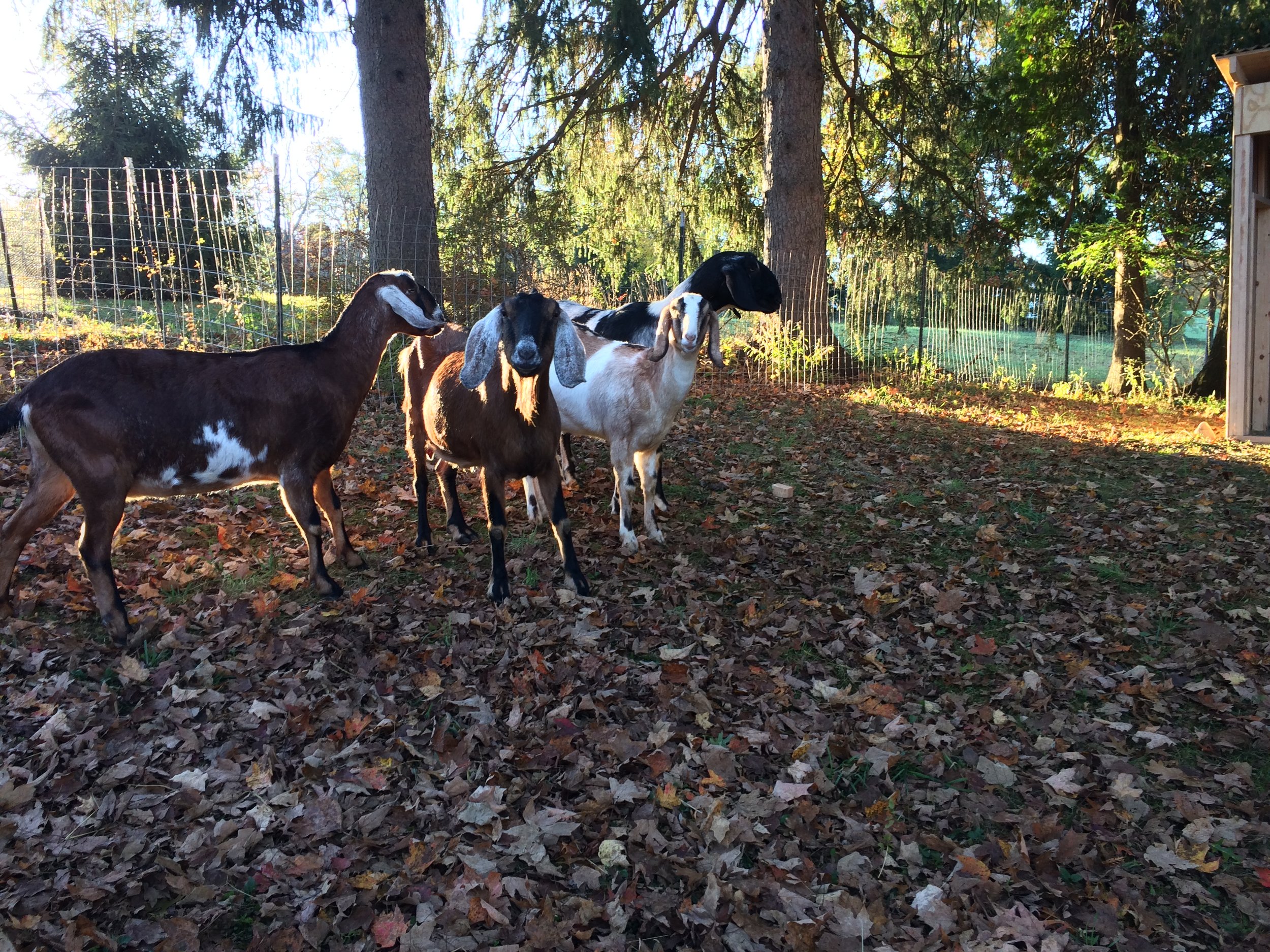 Impulse Purchase: A Herd of Goats