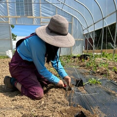 Slowly but surely the tomatoes are getting in the ground! Can't wait to taste the first of the season! What are some of your favorite varieties? #coldenspringsfarm #farmersofinstagram #nyfarmers #tomatoeseason #greenhousegrowing #greenhousetomatoes #