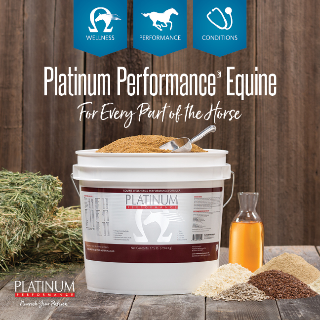 Sports medicine — Solas Equine Veterinary