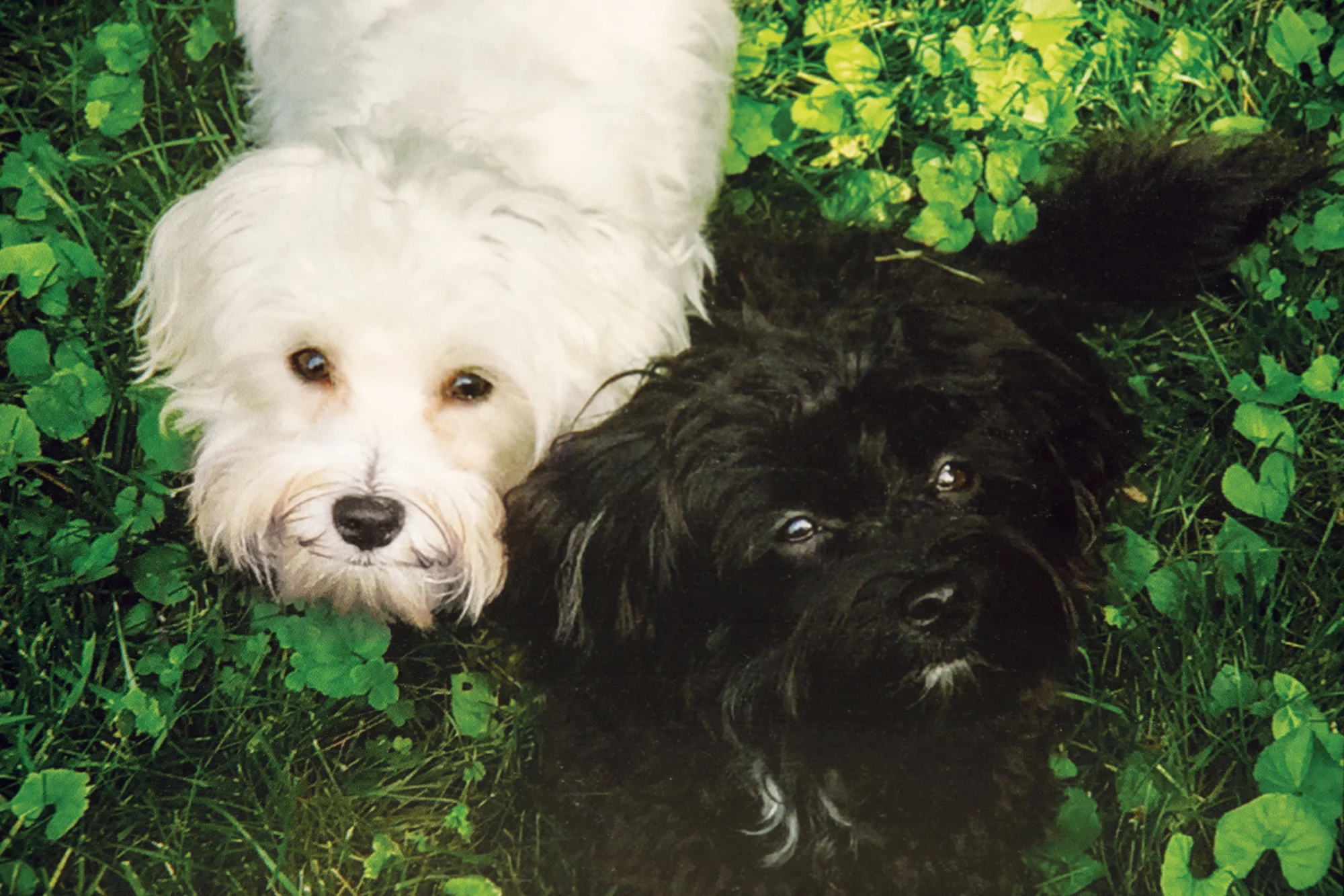Axl and Elvis, the Showdog mascots