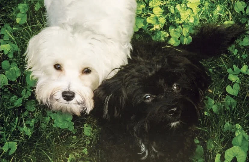 preview-lightbox-IMG_0525 (1).PNG