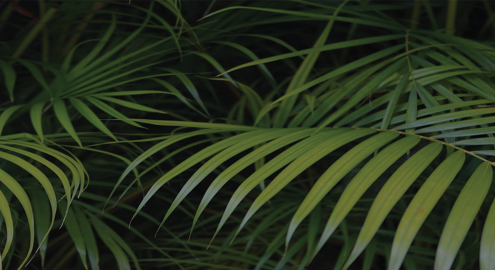 background leaves.png