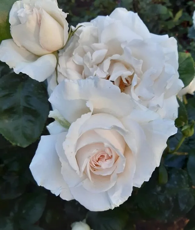 Thanks for all the love on our last post! We're so glad it resonated with so many of you, and we're grateful to have a few new friends around here as a result! ⁣⭐
⁣
Diet culture is tricky and toxic, and once you know what it is, you'll realise that it's everywhere! Despite being aware of it, it will probably still cause some bad body image days for all of us. When I'm feeling extra tender, I call a friend and we go for a long, slow walk through the gardens, or along the beach. Stopping to pick up shells or smelling the flowers are great ways to slow down my body, and my thoughts. This is a great time of year to reflect on what that looks like for you. What do you do to care for yourself and your body when you're having a bad day? How is it working for you?⁣
⁣
At the end of the day, it's important to remember that bodies are just bodies. They're simply a vessel in which we can create a good life. So, if you're feeling a bit down about yours today, find a beach, find some flowers, and phone a friend.⁣
⁣
Arohanui,⁣
⁣
Katie x ⁣
⁣
⁣
#āhei #allbodiesaregoodbodies #selfcare #bodypositivity #nondiet #intuitiveeating #mentalhealth #connection #family⁣⁣
#effyourbeautystandards #ditchthediet⁣⁣
#selfesteem #compassion #diet⁣