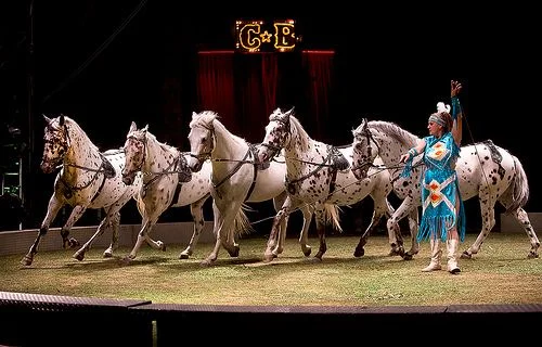 Josie Loyal Directing Appaloosa Liberty Horses, Carson & Barnes Circus 2013