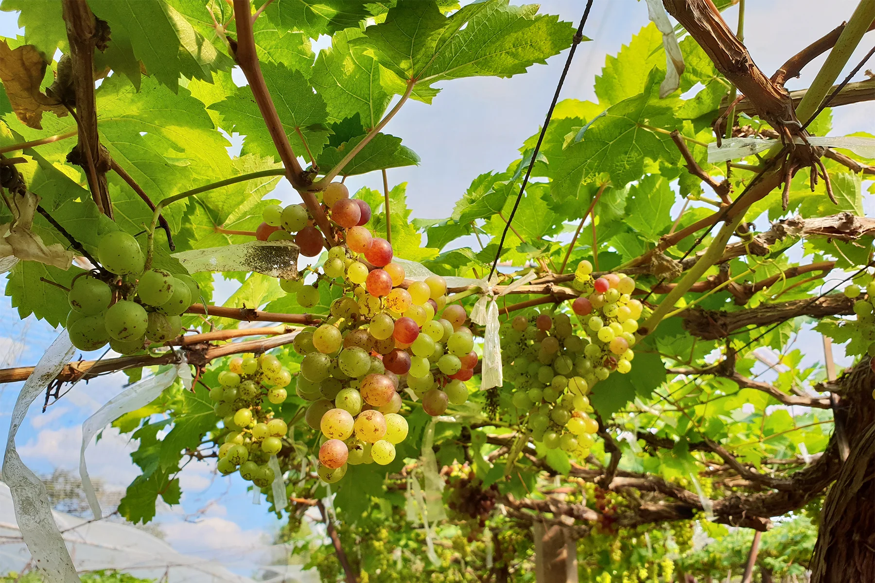 khaoyai-pbvalley6.jpg