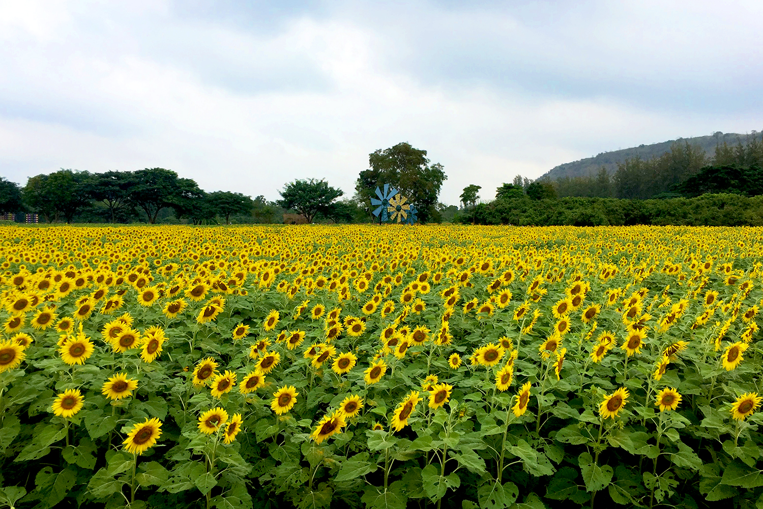 Khao Yai Sunflower Field