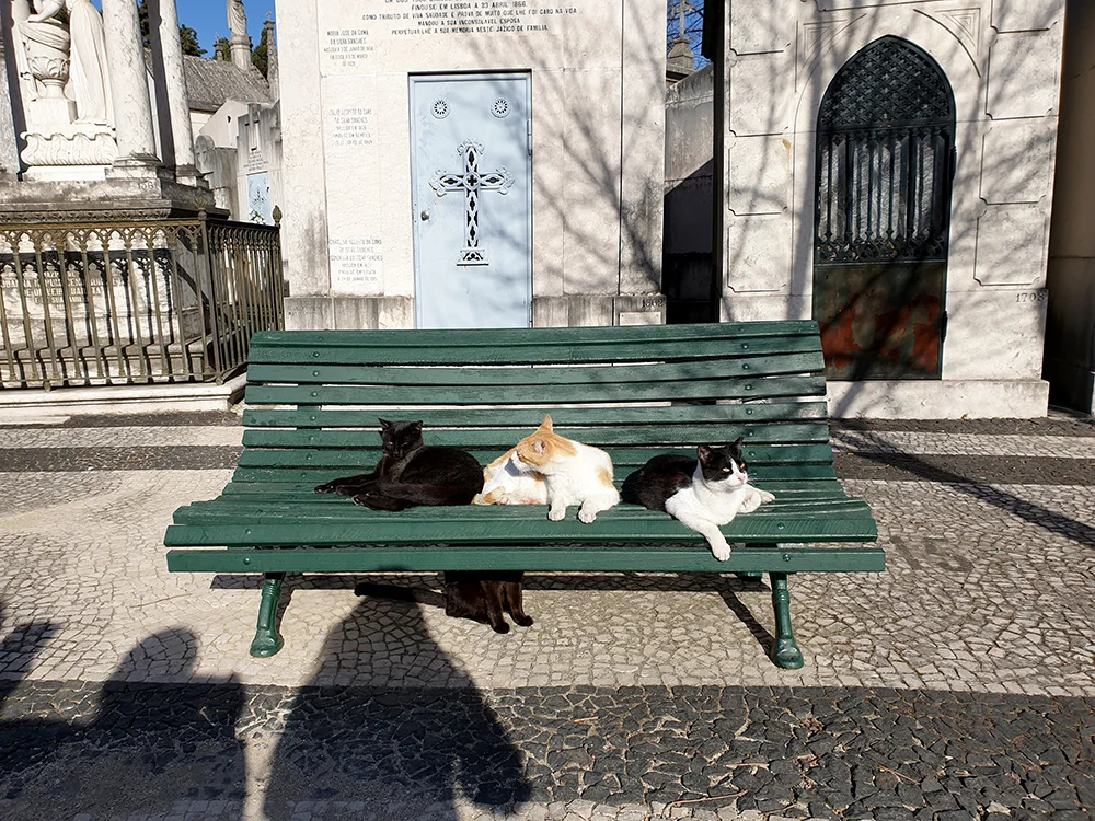 The cats attracted a lot of attention from the guests.