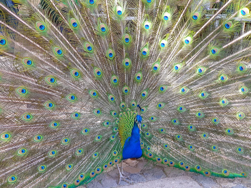 lisbon2.jpg