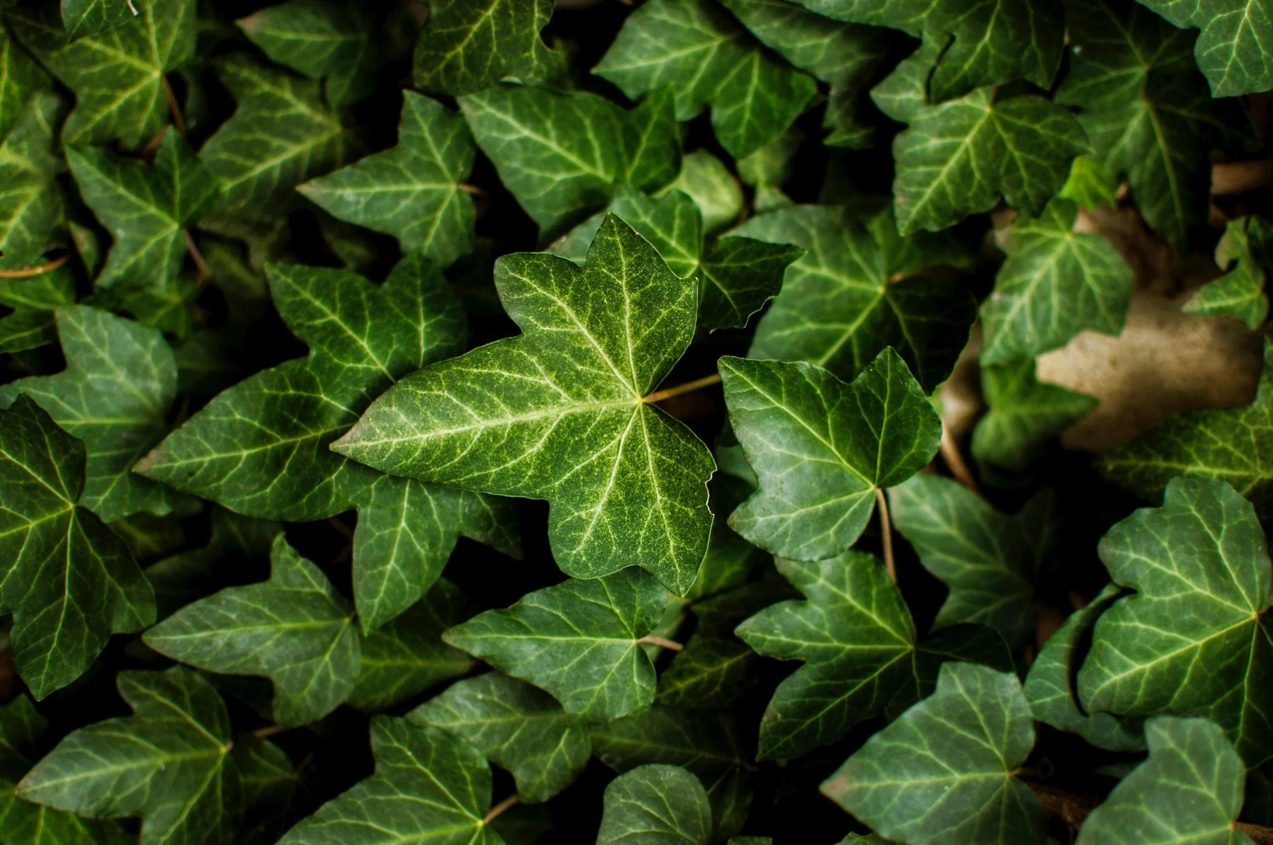 ivana-djudic-1094587-unsplash.jpg