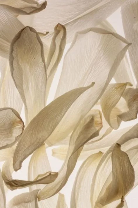 Wealth // The Rising Power of Women’s Wealth: Transforming Economies and Societies