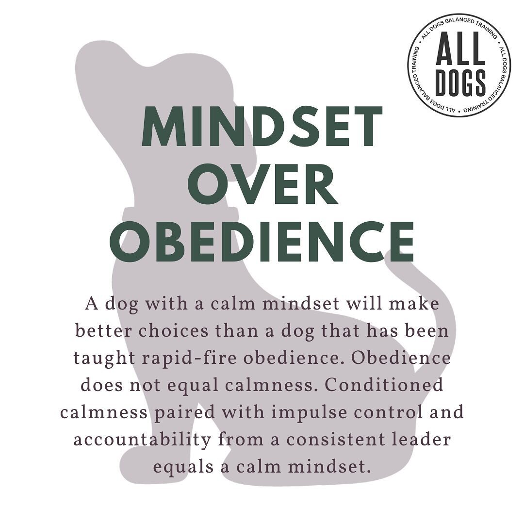 Mindset over obedience. Always. ❤️ #labrador #dogtraining #traindontcomplain #dogtrainer #ecollartechnologies #ruffthreads #indiana #balanceddogtraining #ecollartechnologies #ecollar #mindsetovereverything #equifit #cratetrain #hermsprengerprongcolla