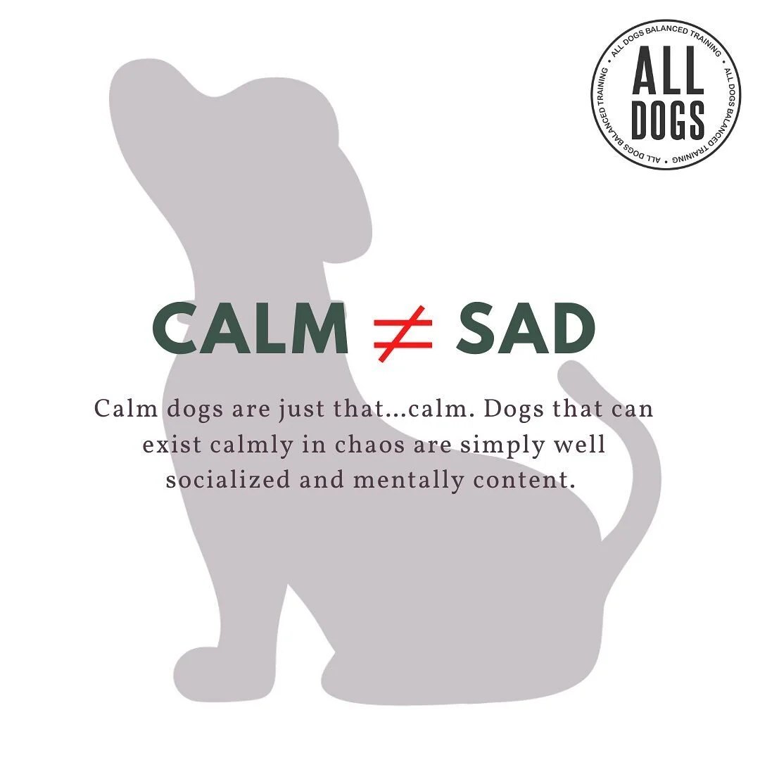 What Is Balanced Dog Training