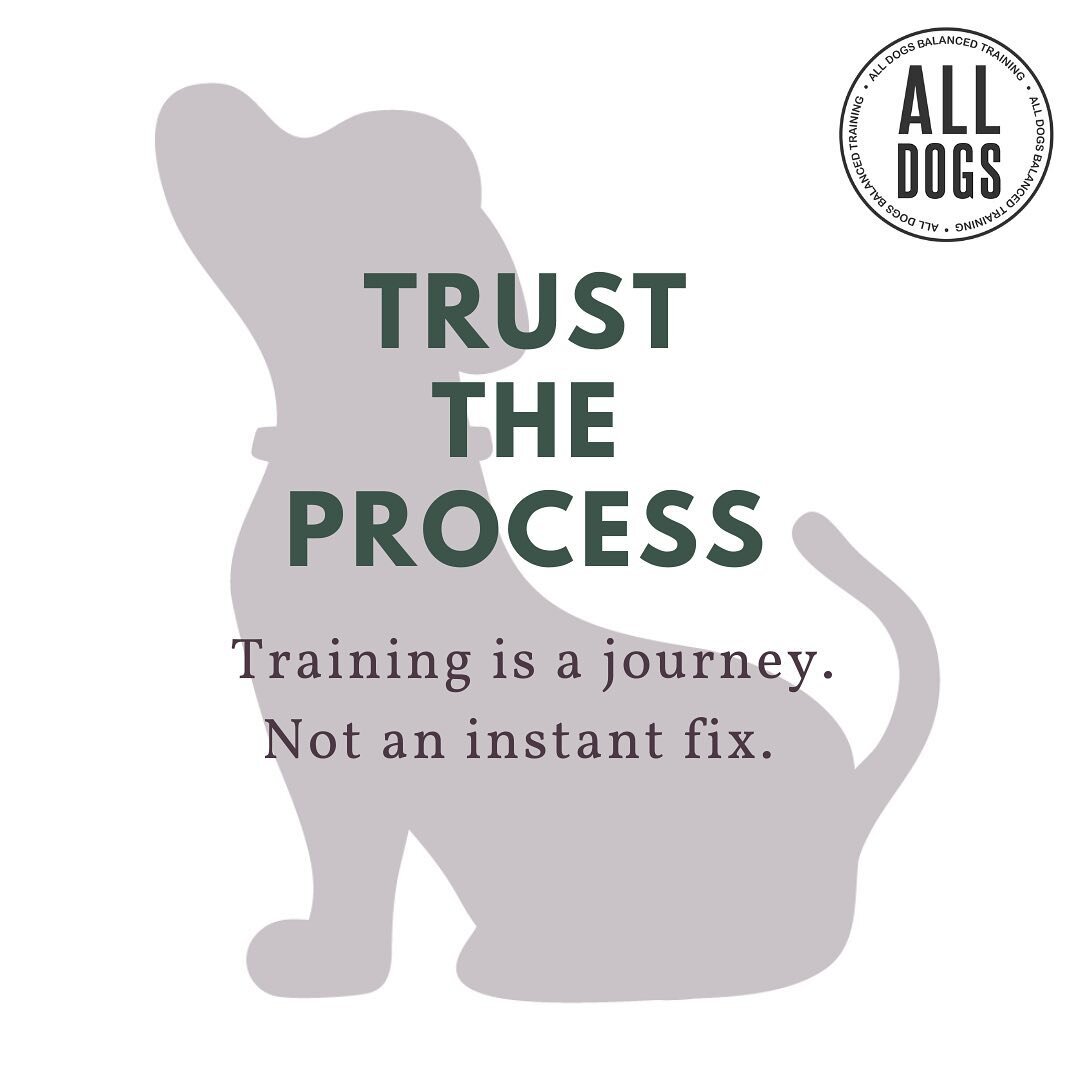 *Time* is a critical part of proper dog training. 🙌🏻 #labrador #dogtraining #traindontcomplain #dogtrainer #ecollartechnologies #ruffthreads #esp_wef #balanceddogtraining #ecollartechnologies #ecollar #worthavenue #equifit #cratetrain #hermsprenger