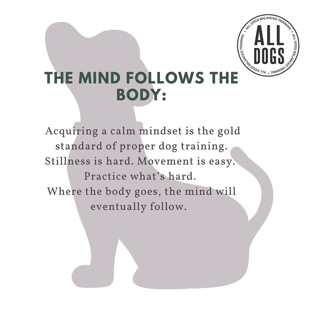 A chaotic body will always yield a chaotic mind. Practice stillness and doggo meditation aka place command.